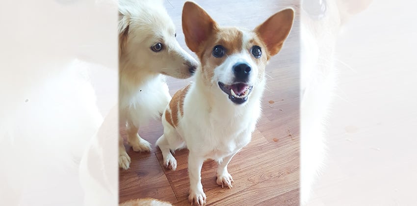 Mina is a Medium Female Welsh Corgi mix Korean rescue dog