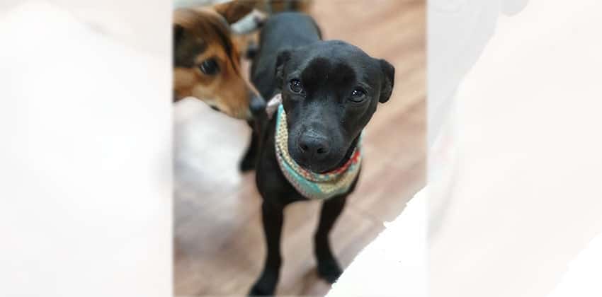 Mina 2 is a Small Female Whippet mix Korean rescue dog