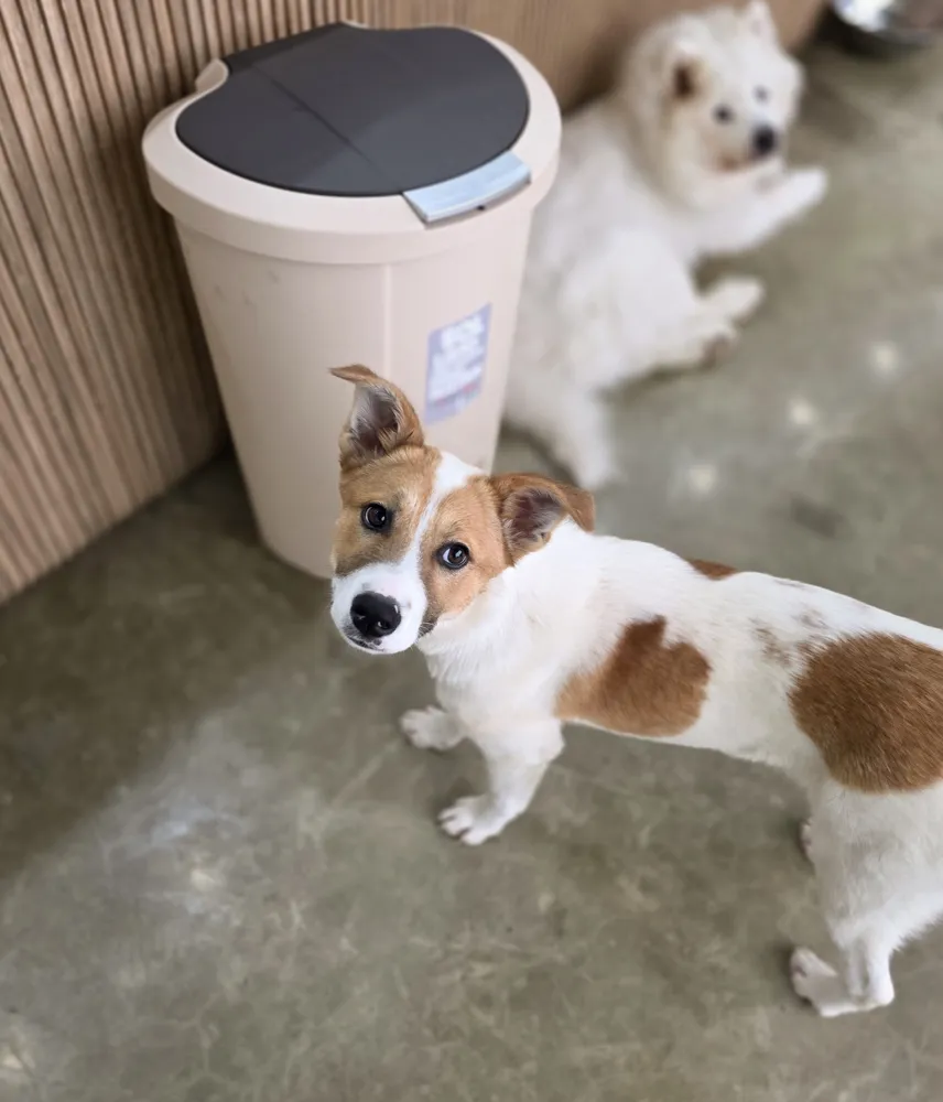 Mingu