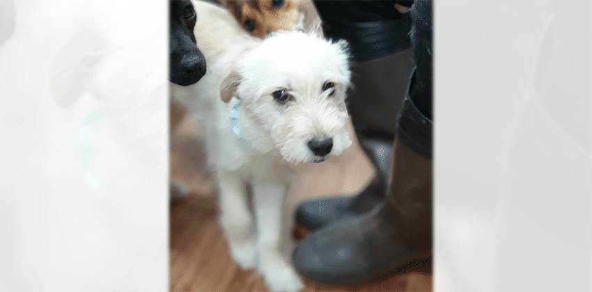 Minha is a Small Female Terrier mix Korean rescue dog