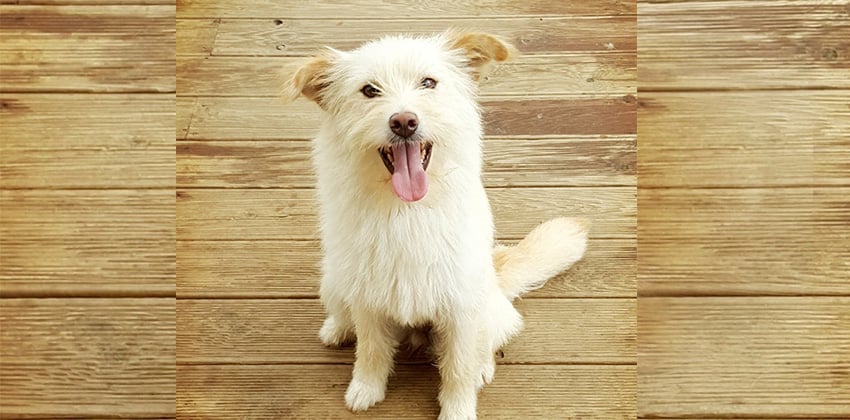 Mini  2 is a Small Female Mixed Korean rescue dog