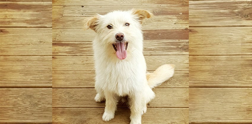 Mini 2 is a Small Female Mixed Korean rescue dog