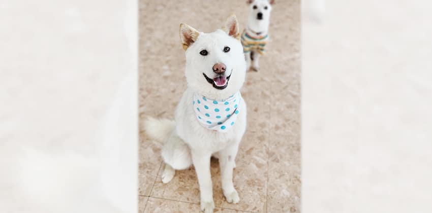 Minkook is a Medium Male Shiba Inu mix Korean rescue dog