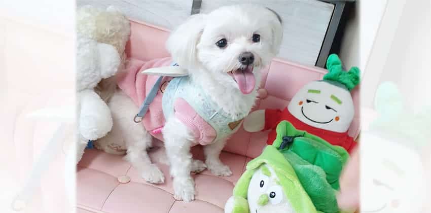 Mino is a Small Male Maltese Korean rescue dog