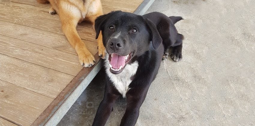 Minsang is a Medium Male Labrador mix Korean rescue dog