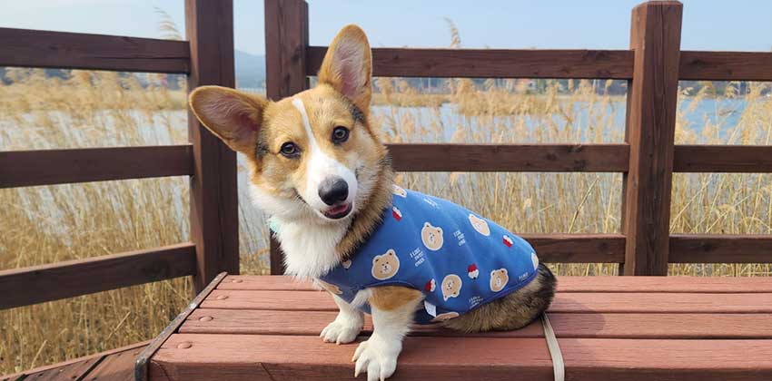 Minto is a Small Male Welsh Corgi Korean rescue dog