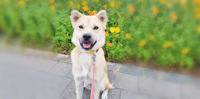 Mipyung is a Medium Female Jindo mix Korean rescue dog