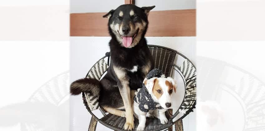 Mirae is a Large Female Jindo Mix Korean rescue dog