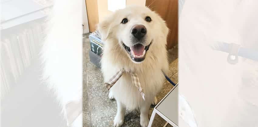 Miro is a Medium Male Great pyrenees mix Korean rescue dog