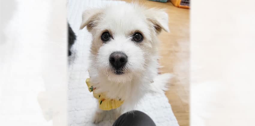 Miso is a Small Female Terrier mix Korean rescue dog