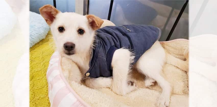 Misol is a Small Female Jindo Mix Korean rescue dog
