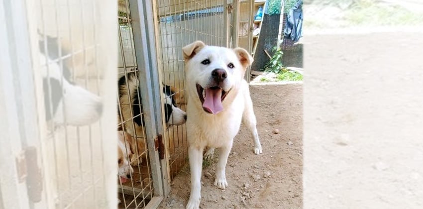 Mani is a Large Male Jindo mix Korean rescue dog