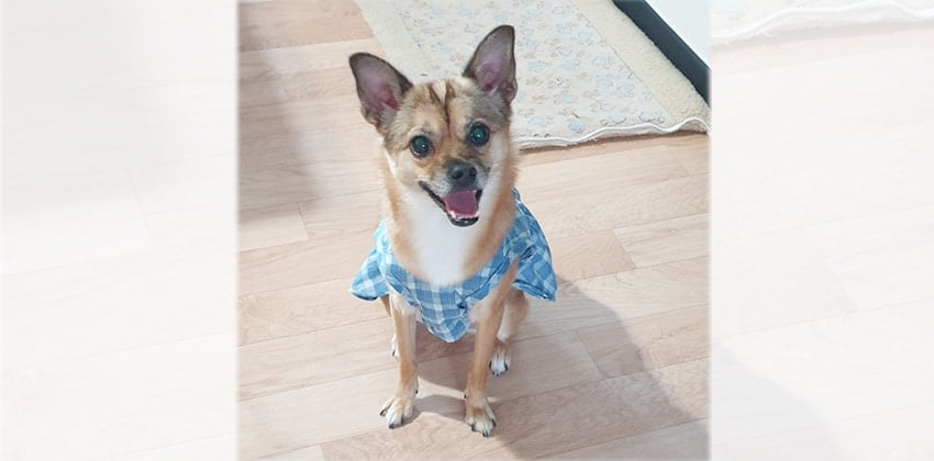 Moha is a Small Female Chihuahua mix Korean rescue dog