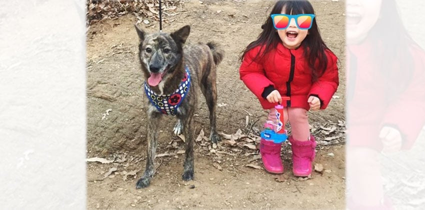 Mohee is a Medium Female Jindo mix Korean rescue dog