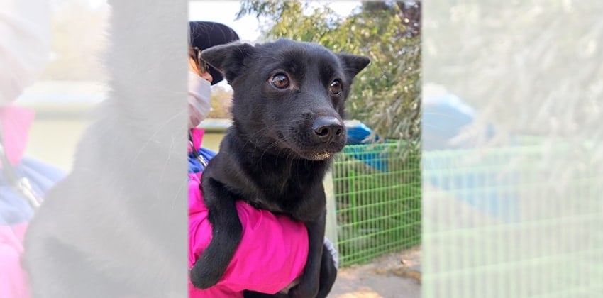 Moktak is a Small Female Labrador mix Korean rescue dog