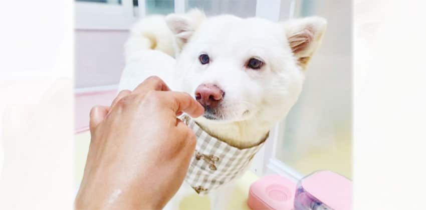 Molly 3 is a Medium Female Shiba Inu mix Korean rescue dog