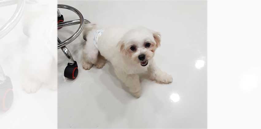 Momo 5 is a Small Male Maltese Korean rescue dog