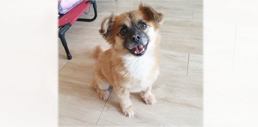 Momo 4 is a Small Male Pomspitz mix Korean rescue dog