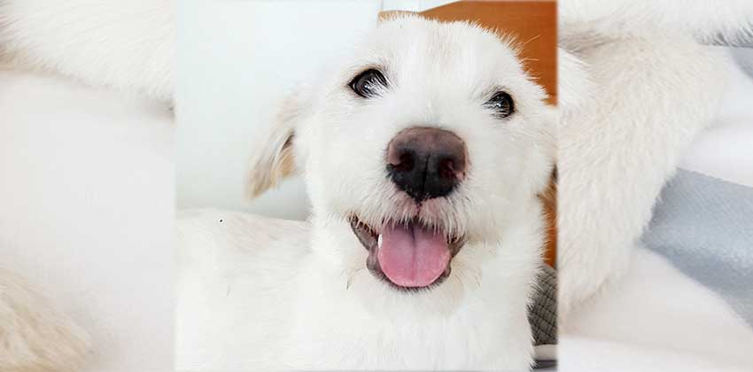 Momo is a Small Female Mixed Korean rescue dog