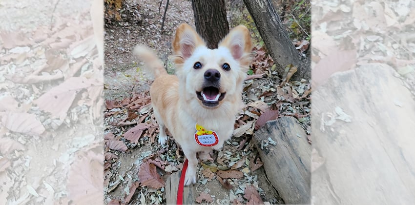 Mone is a Small Male Welsh corgi mix Korean rescue dog