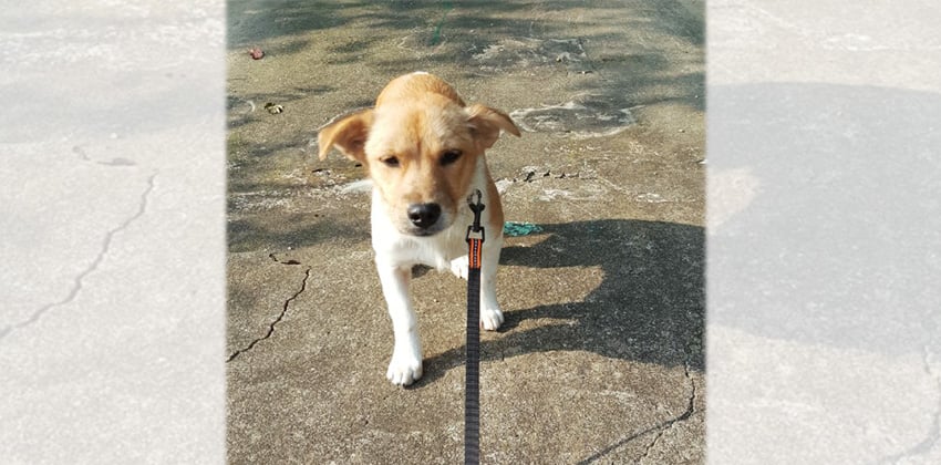 Monggu is a Small Male Jindo mix Korean rescue dog