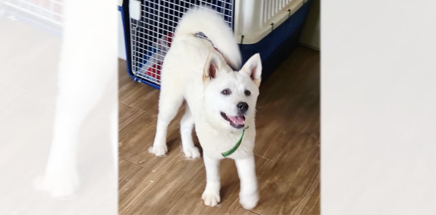 MongMong is a Small Male Jindo mix Korean rescue dog