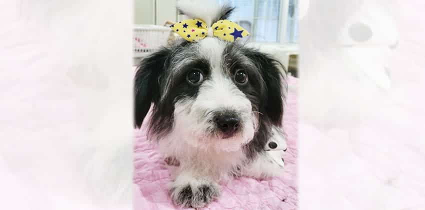 Mongshil 3 is a Small Female Terrier mix Korean rescue dog