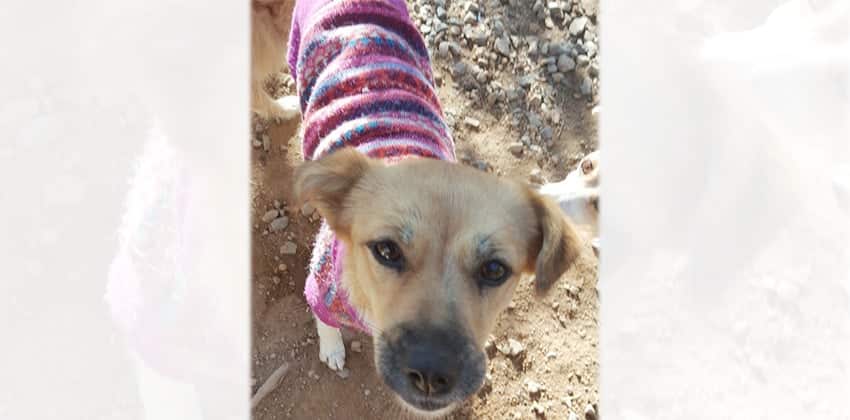 Mongshil is a Small Female Mixed Korean rescue dog