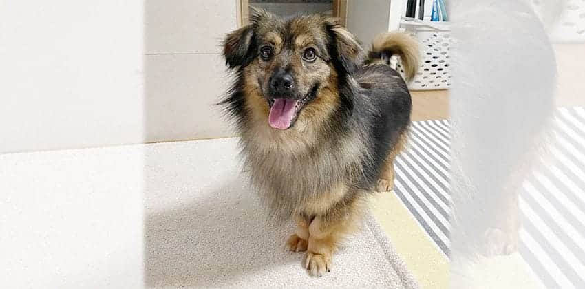 Mongtang is a Small Male Spitz mix Korean rescue dog