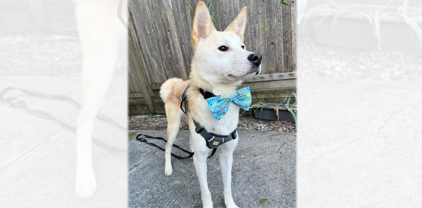 Mongyi is a Medium Male Shiba Inu mix Korean rescue dog