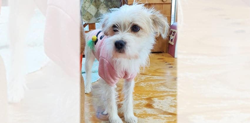 Moni is a Small Female Terrier mix Korean rescue dog