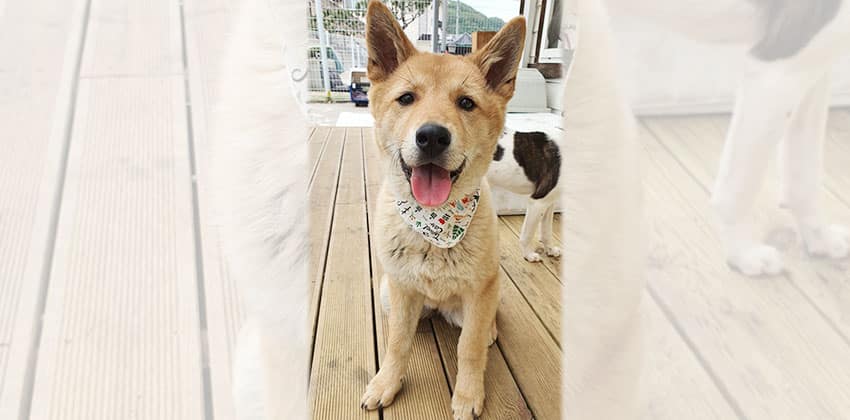 Monsoon is a Medium Female Jindo mix Korean rescue dog