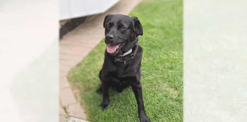 Monty is a Medium Male Labrador mix Korean rescue dog