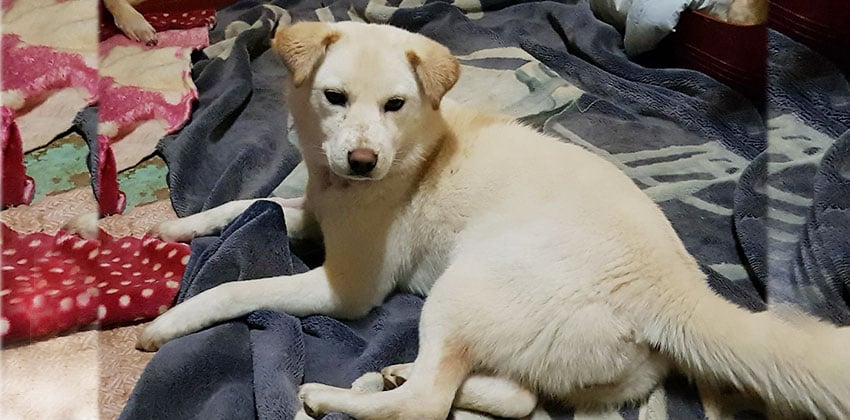 Moo-myeong is a Medium Female Jindo Mix Korean rescue dog