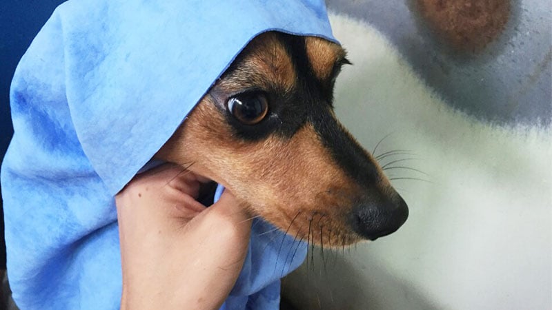 Moo-tae is a Small Male Dachshund mix Korean rescue dog