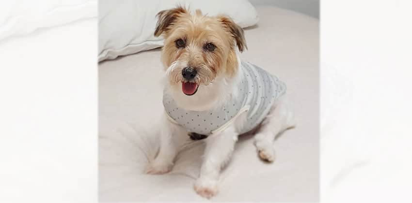 Moo is a Small Female Terrier mix Korean rescue dog