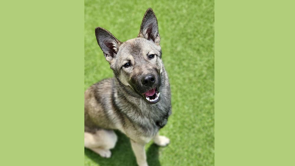 Moodoong is a Medium Male Jindo mix Korean rescue dog