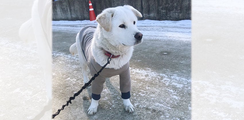 Moogang is a Medium Male Labrador mix Korean rescue dog