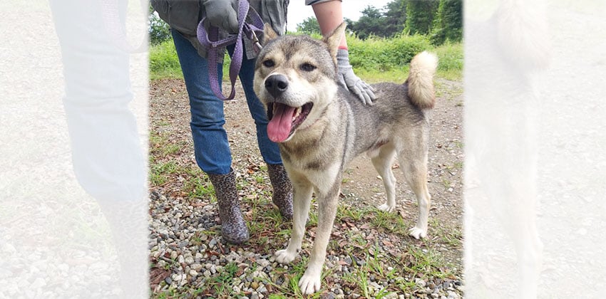 Mooljoo is a Medium Male Jindo mix Korean rescue dog