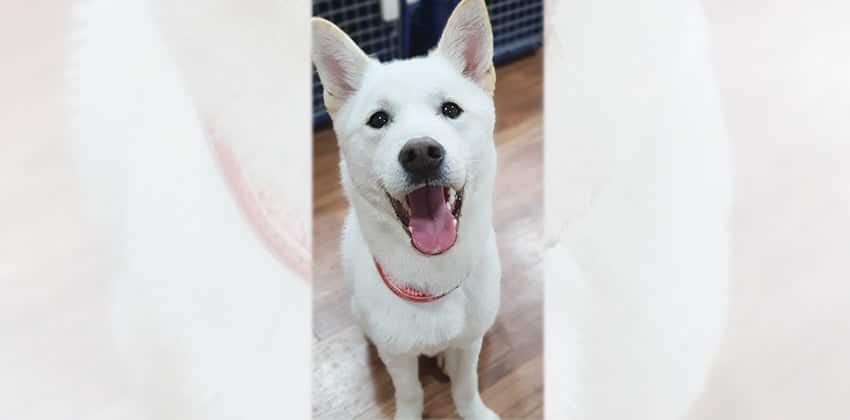 Mooly is a Medium Male Jindo Korean rescue dog