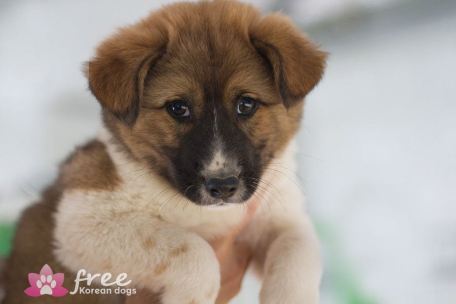 Moongchi is a Small Male Jindo Mix Korean rescue dog