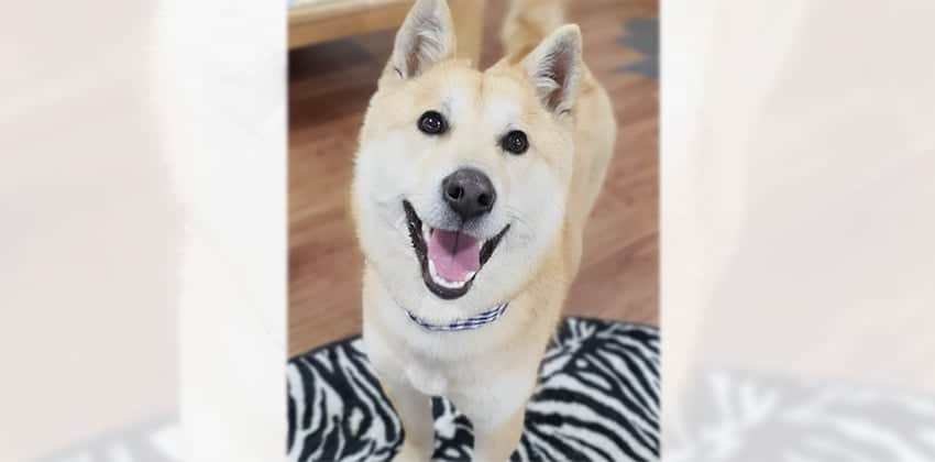 Marley is a Medium Female Shiba Inu mix Korean rescue dog