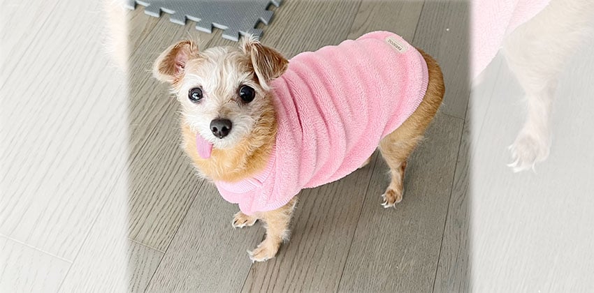 Mooni is a Small Female Yorkshire terrier mix Korean rescue dog