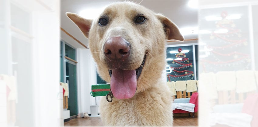 Moonsae is a Large Male Jindo mix Korean rescue dog