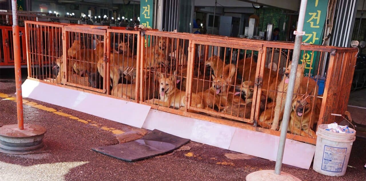 The Dog Culture in Korea: Why We Should Care