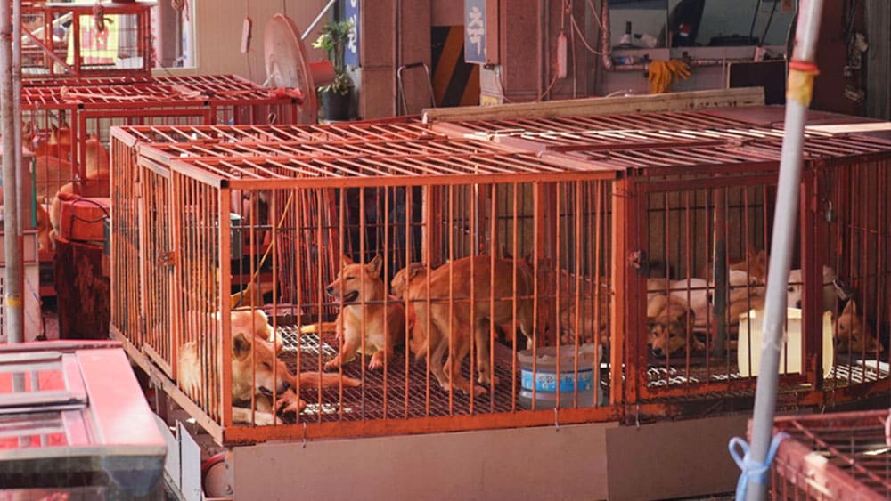 South Korea Moves to Ban Dog Meat Trade
