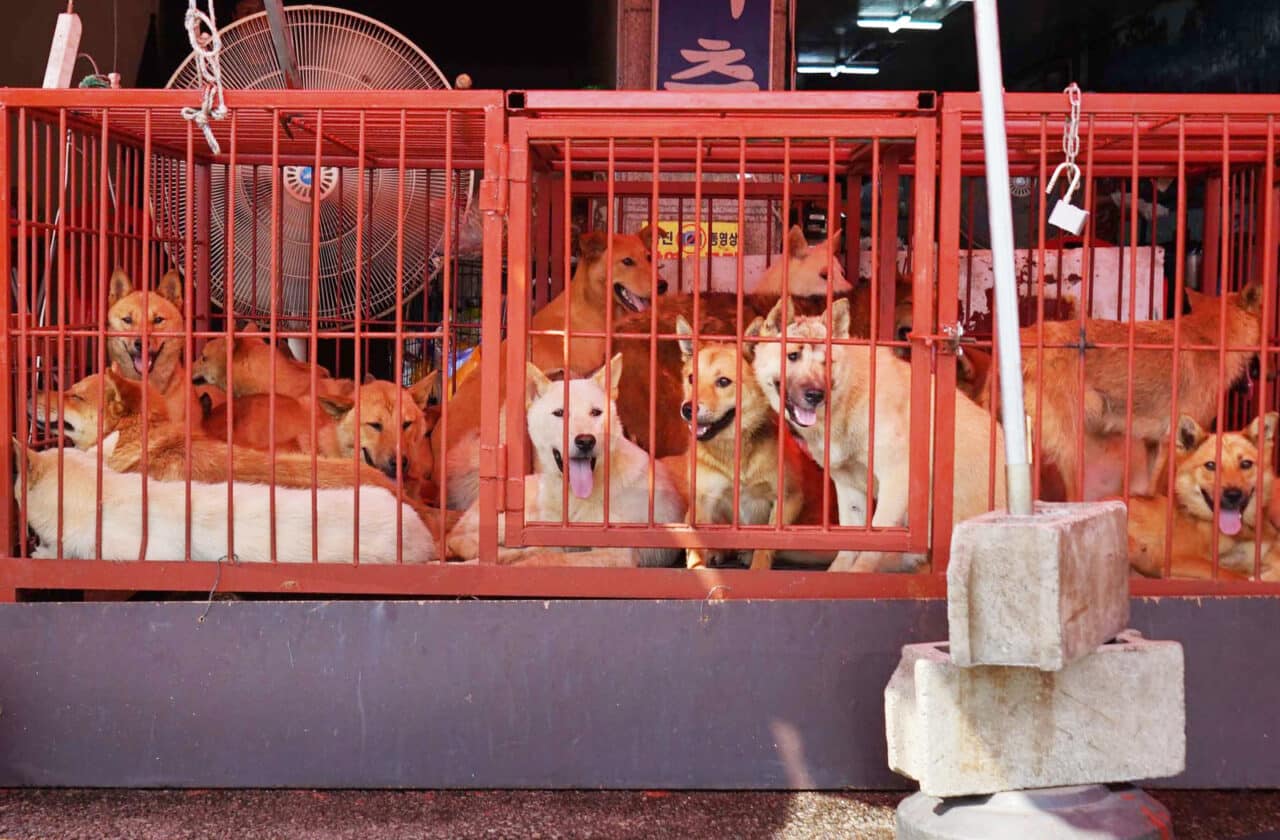Moran dog meat market in Korea