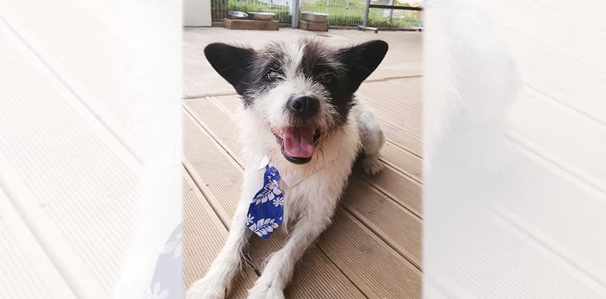 Molly 2 is a Medium Female Terrier mix Korean rescue dog