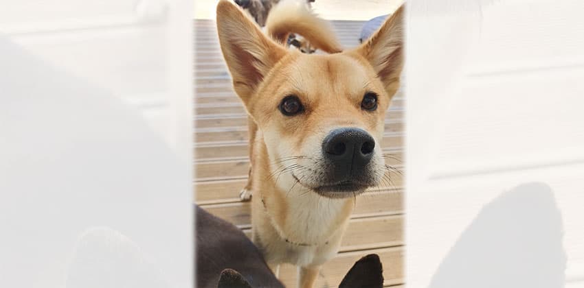 Moumou is a Medium Male Jindo mix Korean rescue dog