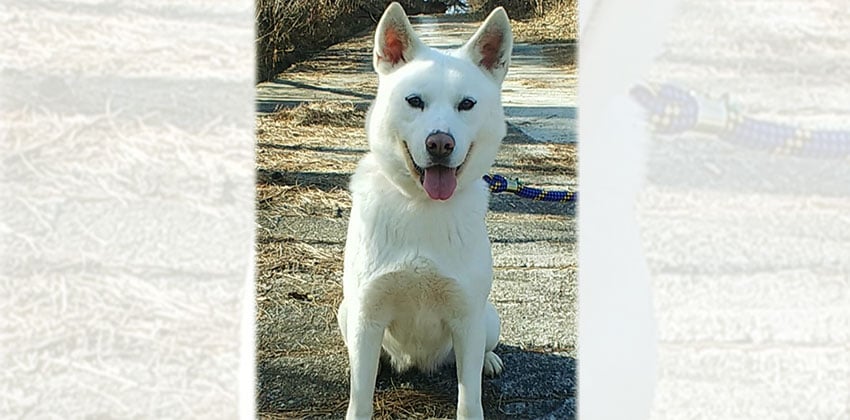 Mozzi is a Large Female Jindo Korean rescue dog